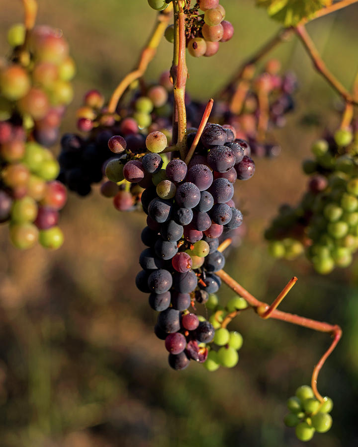 Wine in process Vineyard Grapevine in Sebastopol CA Purple and Green Grapes Photograph by Toby McGuire