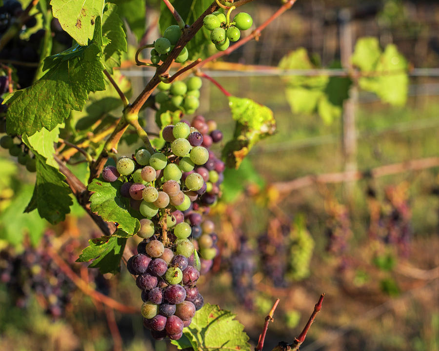 Wine in process Vineyard Grapevine in Sebastopol CA Photograph by Toby McGuire