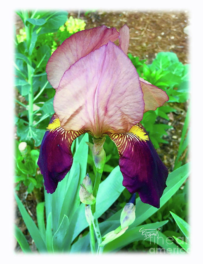 wine iris by GG Burns wine iris by GG Burns