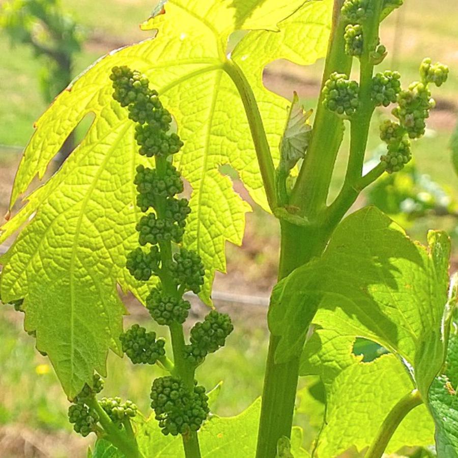 Spring Photograph - #wine On The #vine ðŸ˜Š #vineyard by Shari Warren
