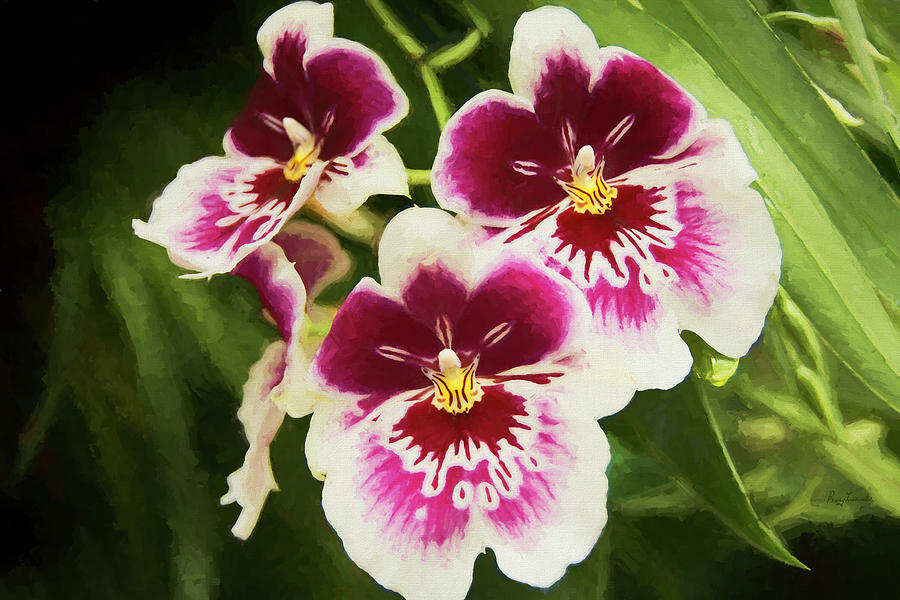 Wine Orchids- The Risen Lord by Penny Lisowski Wine Orchids- The Risen Lord by Penny Lisowski