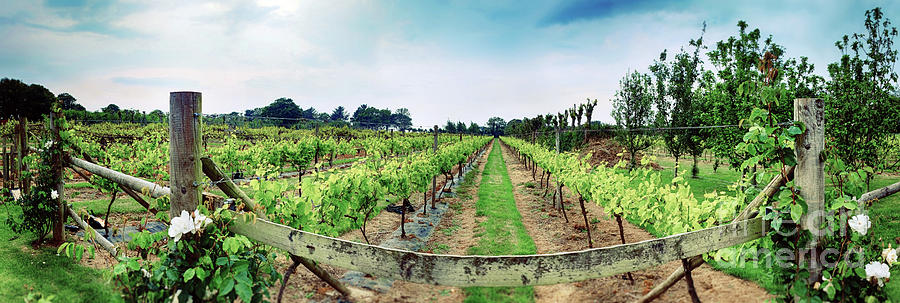 winery panorama on Jersey Island Photograph by Ariadna De Raadt
