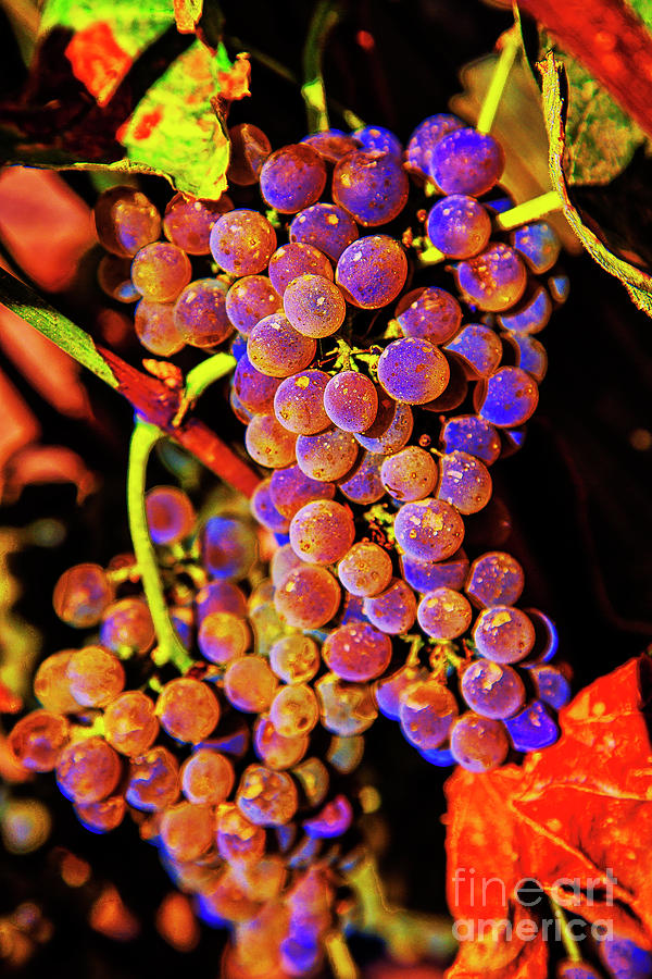Wines of Faith Photograph by Rick Bragan