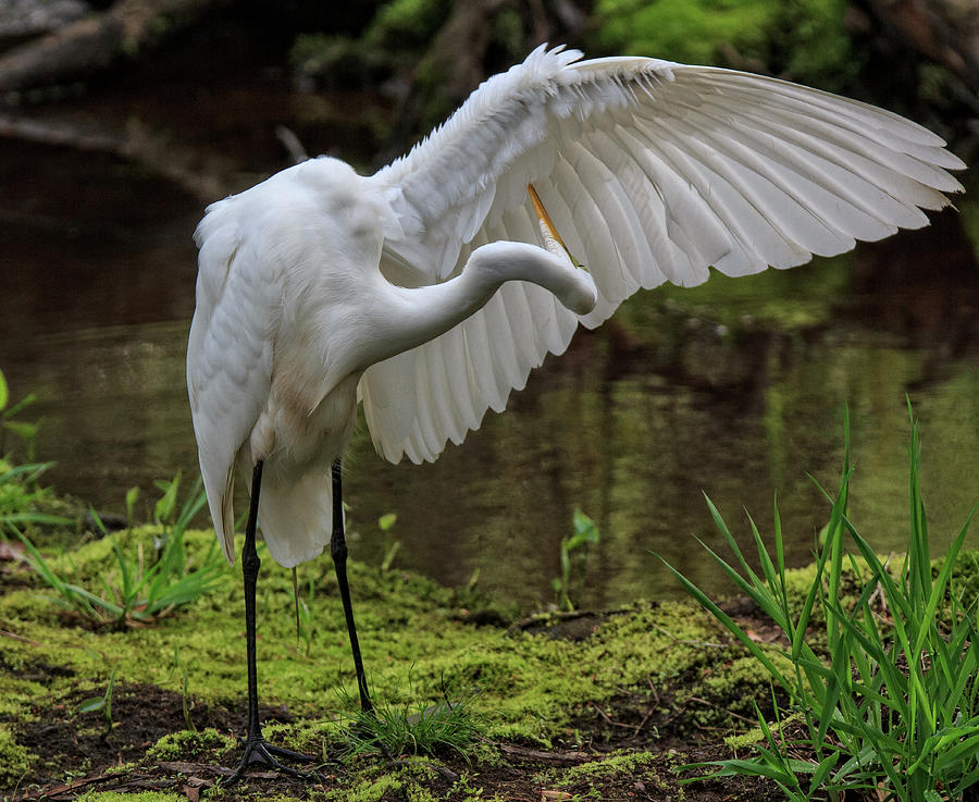 Egret Cleaning Wing Photograph by Robert Pilkington
