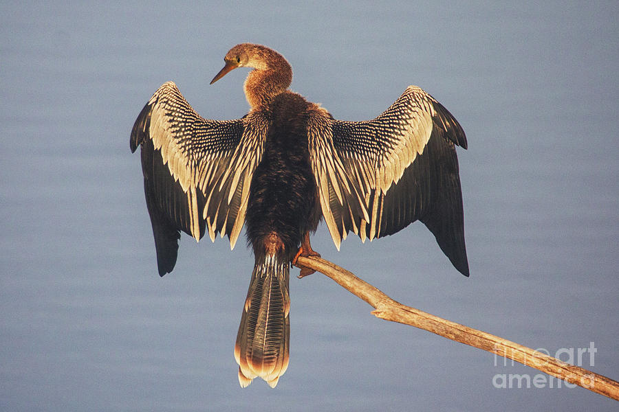 Wing Drying Anhinga Photograph by Bob Hislop