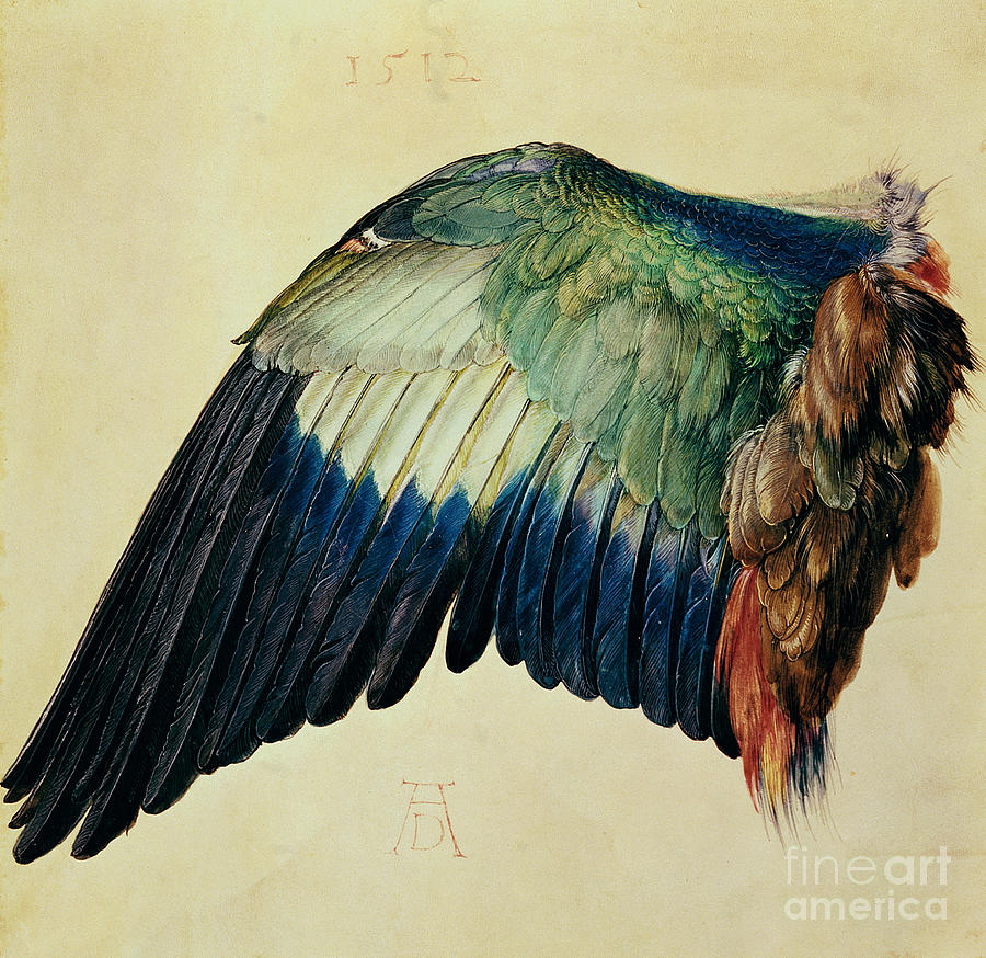 Wing Painting - Wing of a Blue Roller by Albrecht Durer
