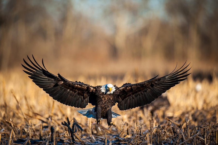 Wing Span Photograph by Jeff Phillippi