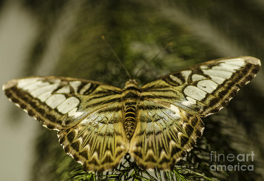 Wing Span Photograph by Nick Boren