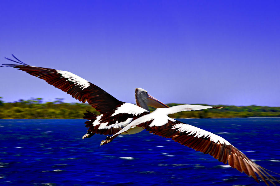 Pelican Photograph - Wing Span Of Pelican And Seagull by Miroslava Jurcik