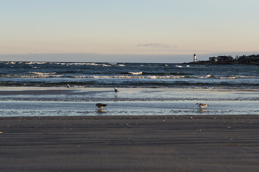 Wingaersheek Beach Seagulls at Sunrise Photograph by Toby McGuire