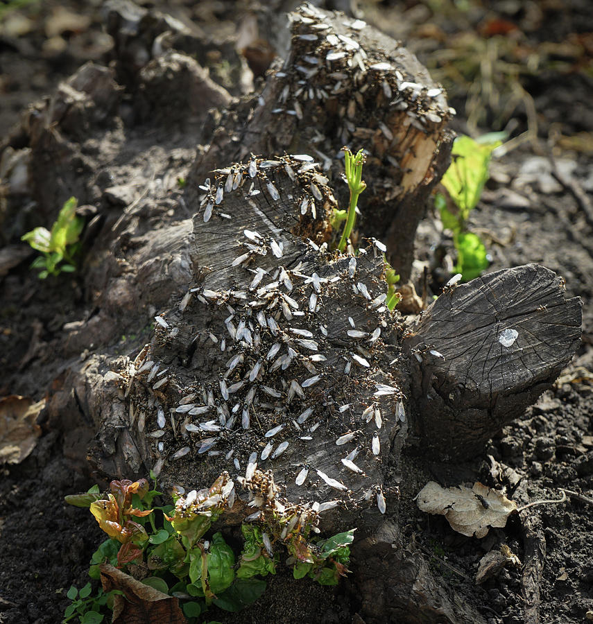 Winged Ants Photograph By Zina Stromberg 