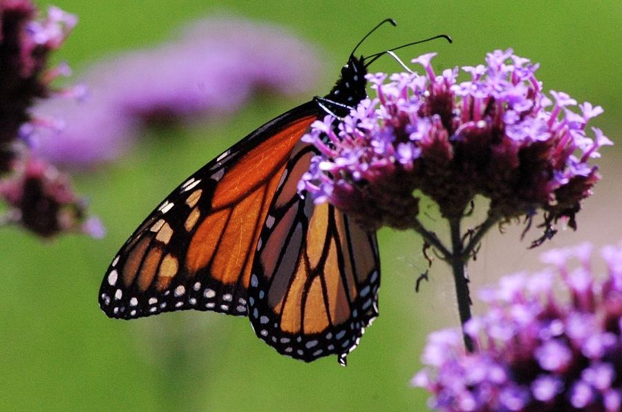 Winged Beauty Photograph by Brian C Noell - Fine Art America