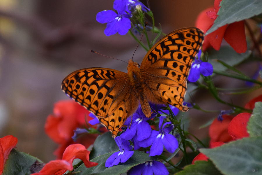 Butterfly Photograph - Winged Beauty by Nancy Sokolowsky