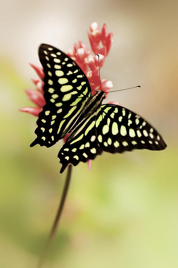 Butterfly Photograph - Winged Delight by John Fotheringham