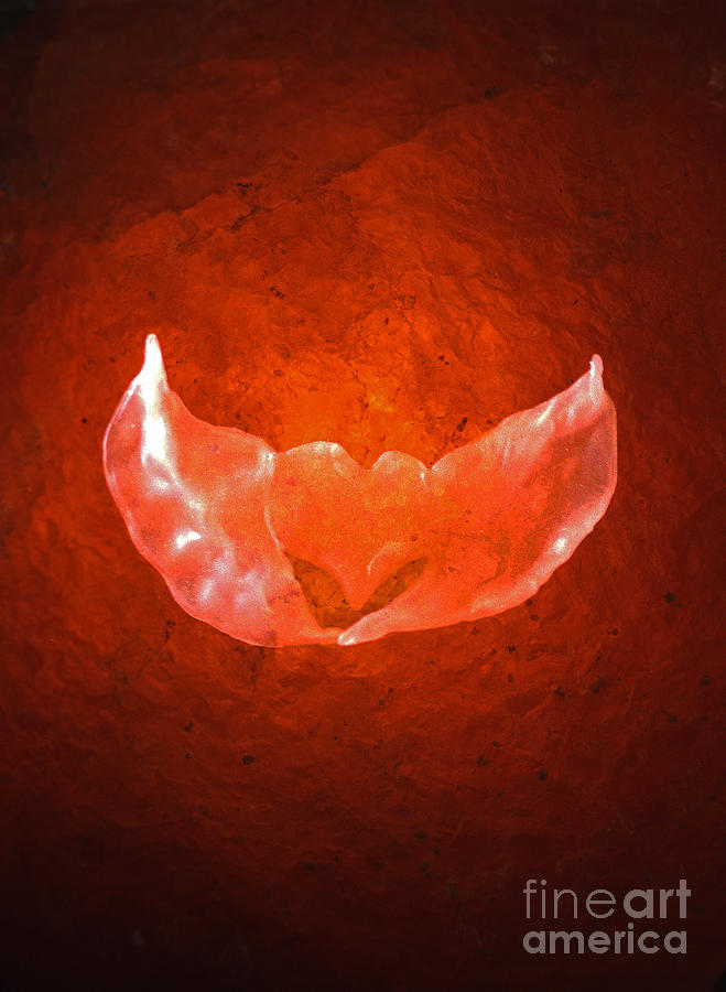 Winged heart Photograph by Casper Cammeraat