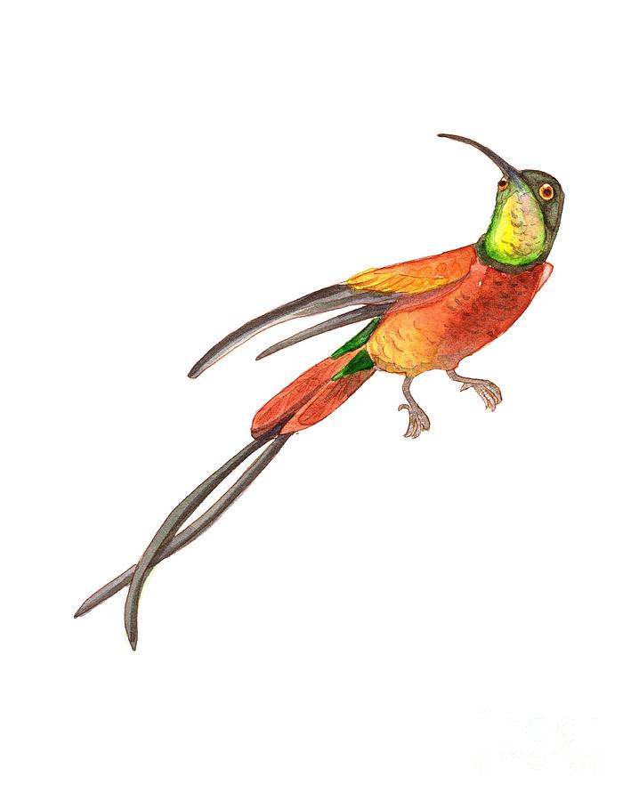 Winged Jewel 6, Watercolor Tropical Rainforest Hummingbird Red, Yellow, Orange and Green Painting by Audrey Jeanne Roberts
