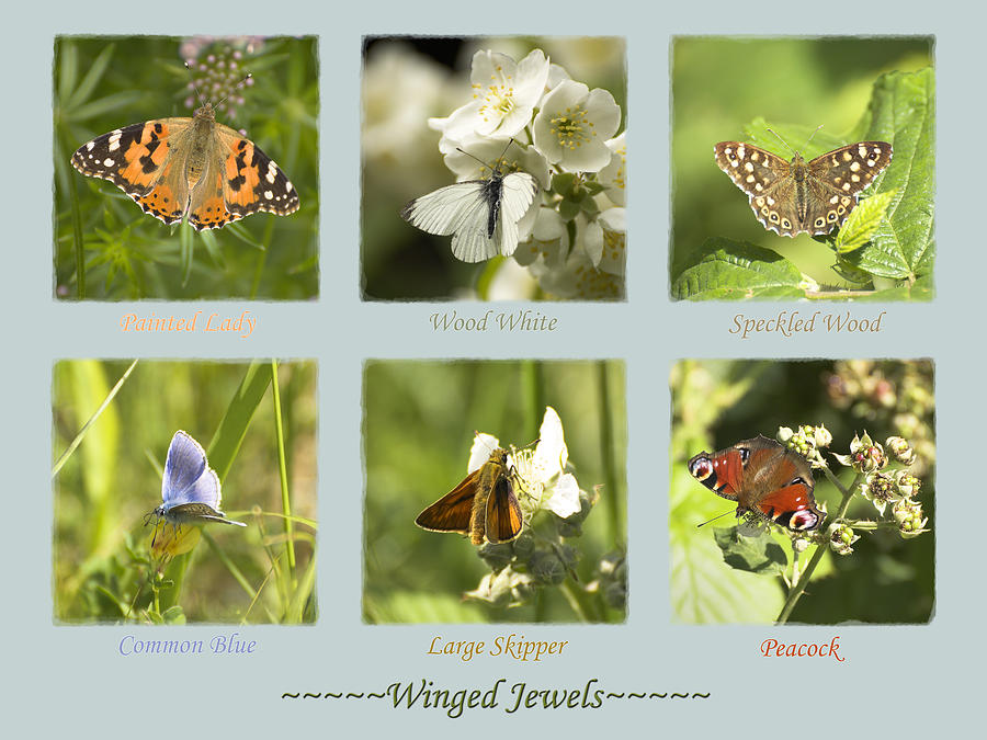 Winged Jewels Photograph by Hazy Apple