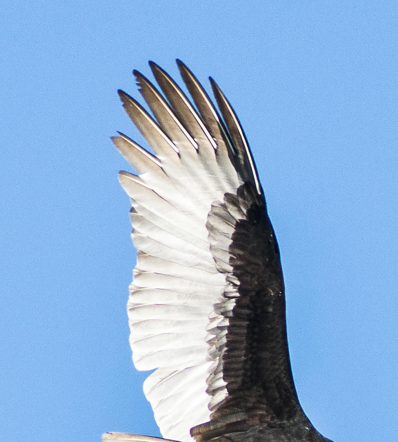 Winged Photograph