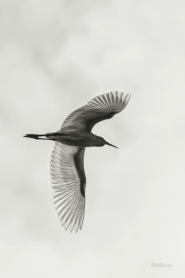 Winging Photograph by Bill Roberts