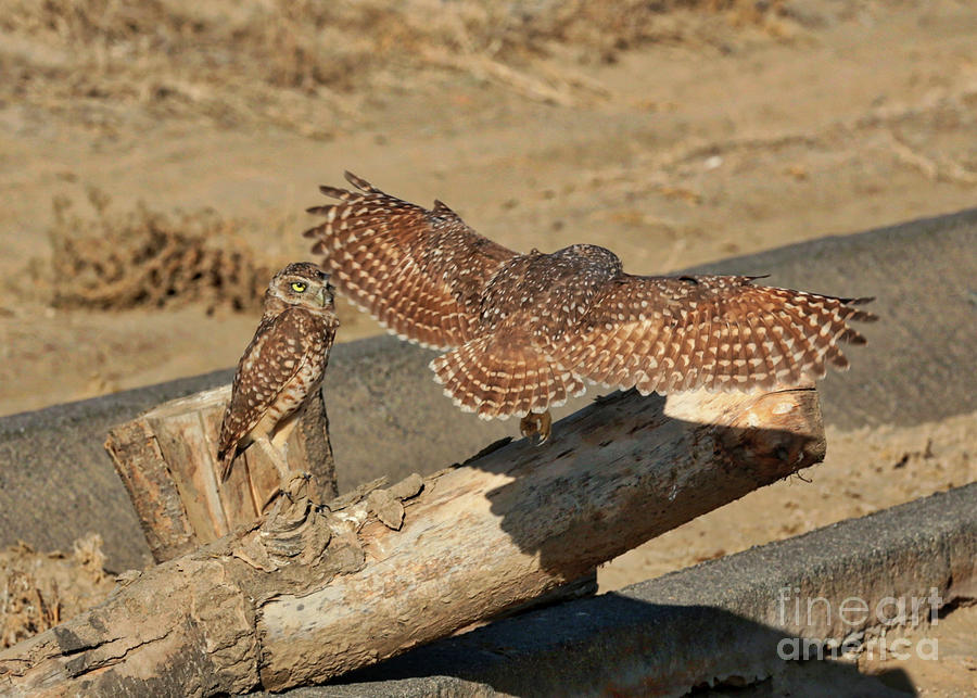 Owl Photograph - Winging It Home by Carol Groenen