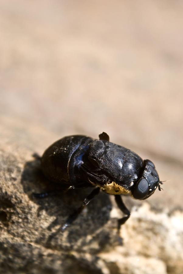 Wingless Fly Photograph By Douglas Barnett Fine Art America