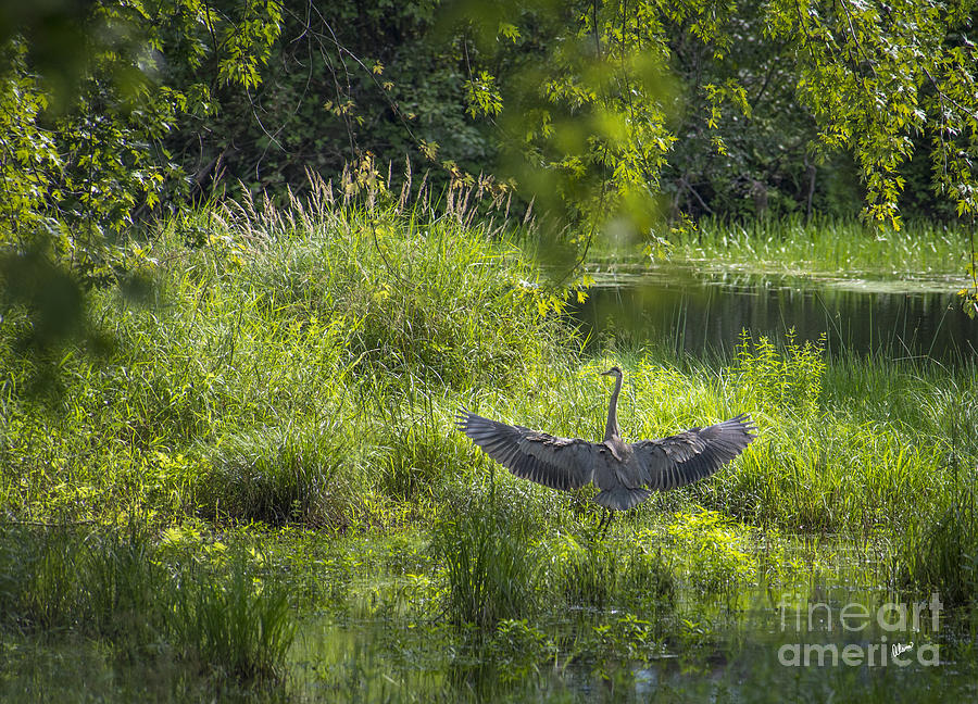 Wings of a Heron Photograph by Alana Ranney