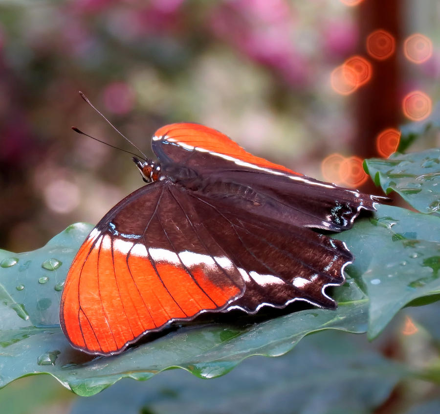 Wings and Lights - Butterfly Photograph by MTBobbins Photography