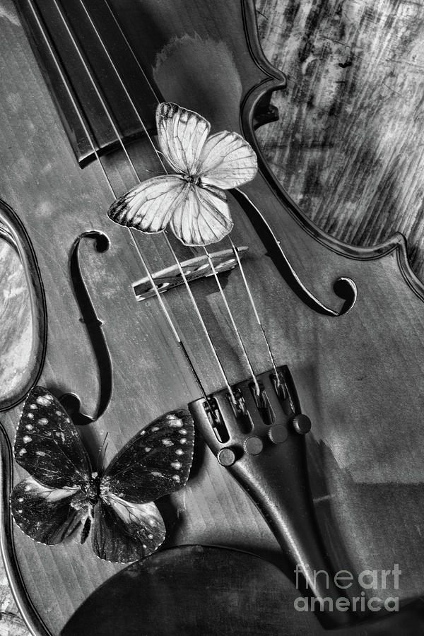 Wings and Strings in black and white Photograph by Paul Ward