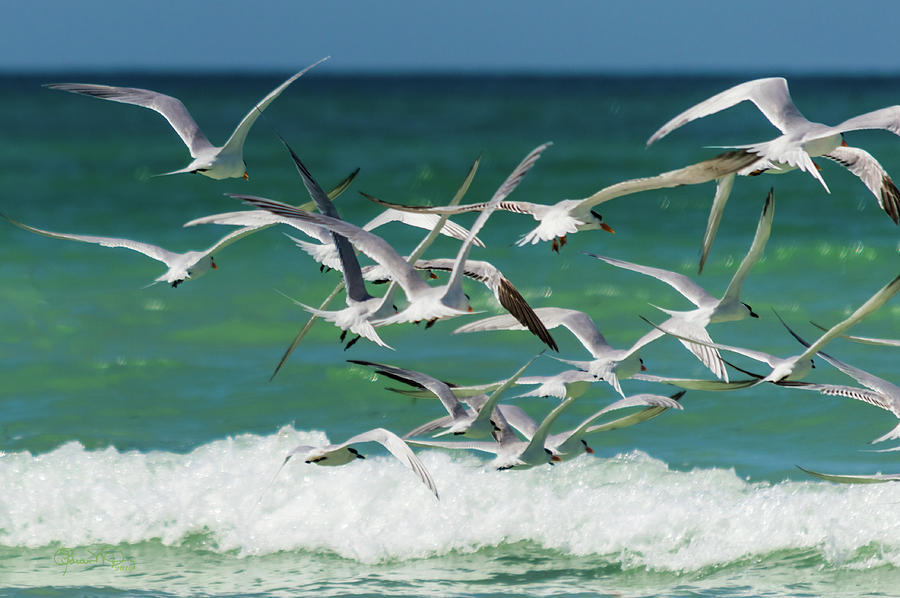 Wings and Waves 2 Photograph by Susan Molnar