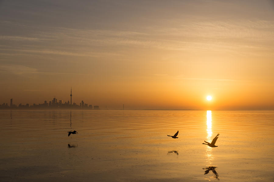 Wings at Sunrise - Toronto Skyline With Flying Geese Photograph by Georgia Mizuleva