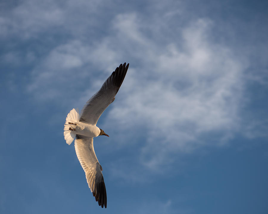 Seagull Photograph - Wings by Don Spenner