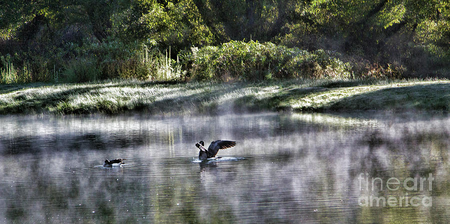 Wings Geese Bathe Pond  Photograph by Chuck Kuhn
