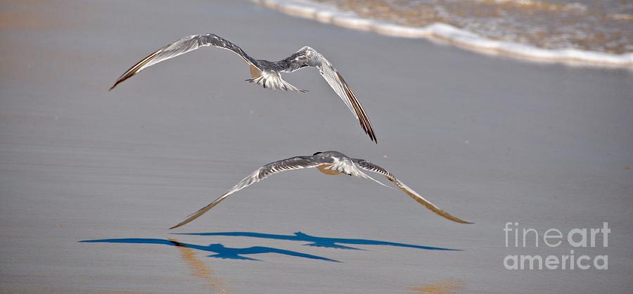 Wings in flight Photograph by Csilla Florida