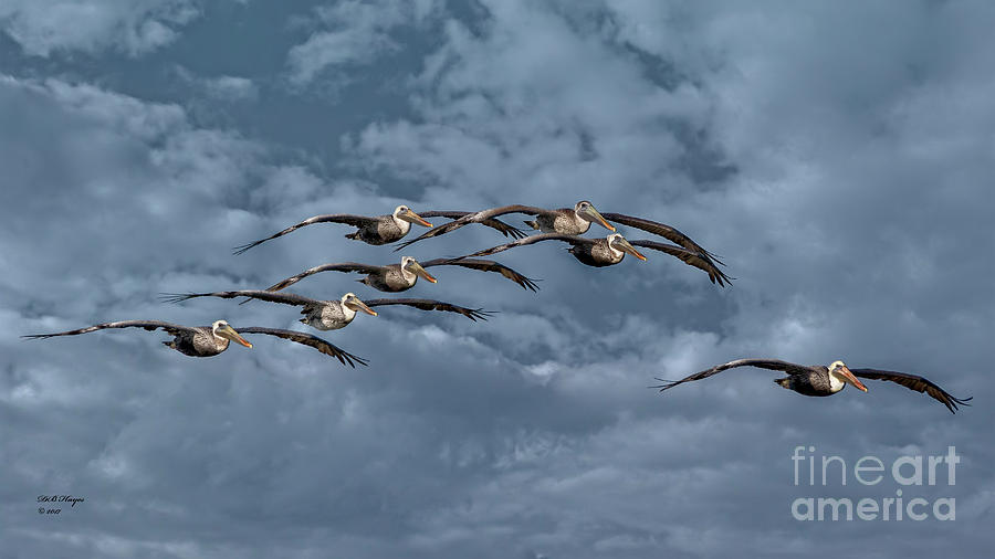 Wings In Formation Photograph by DB Hayes