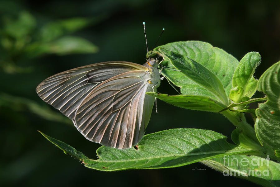 Butterfly Photograph - Wings In Morning Light by Deborah Benoit