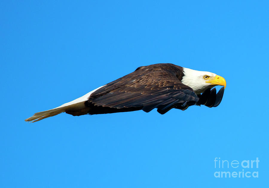 Eagle Photograph - Wings by Michael Dawson