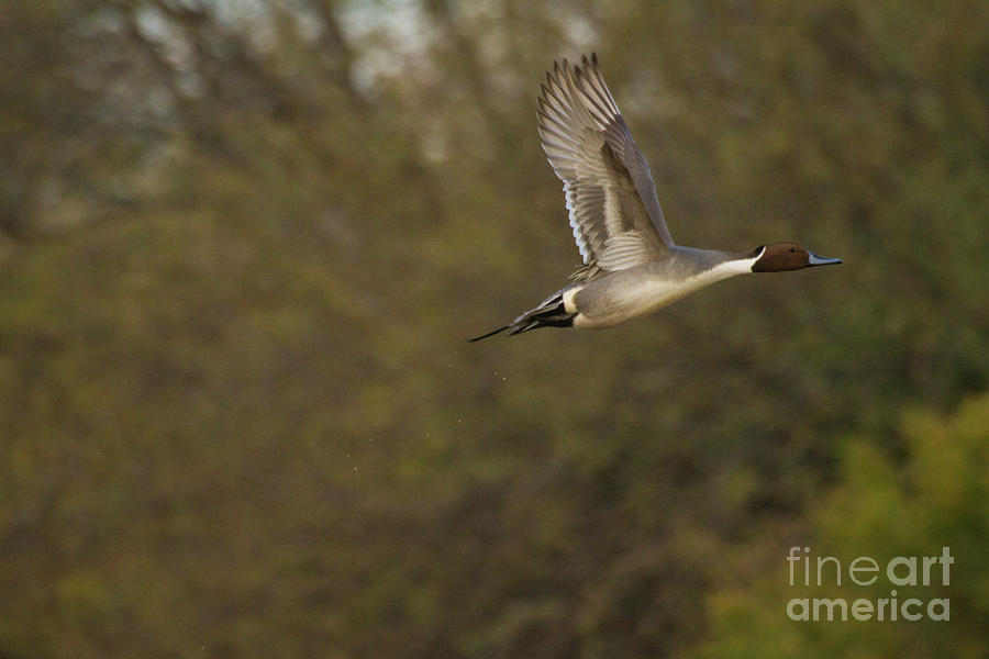 Wings of a Pintail  Photograph by Ruth Jolly