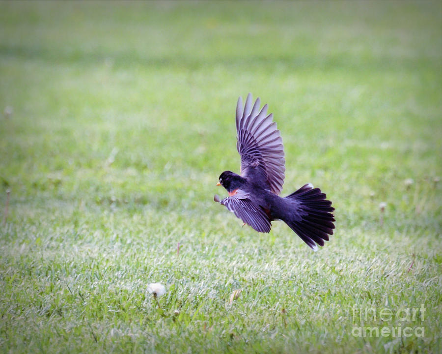 Wings of a Robin Photograph by Kerri Farley