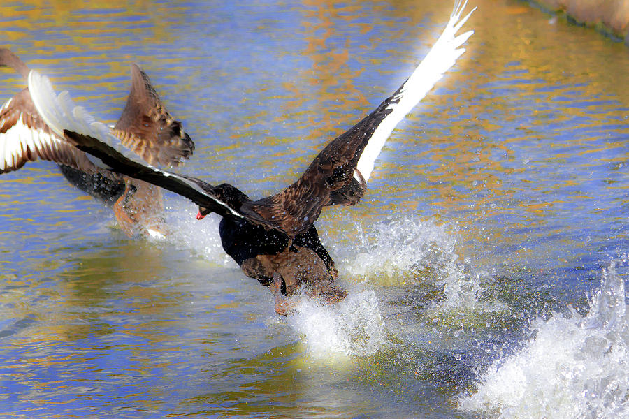 Wings Of Black Swan Photograph by Miroslava Jurcik