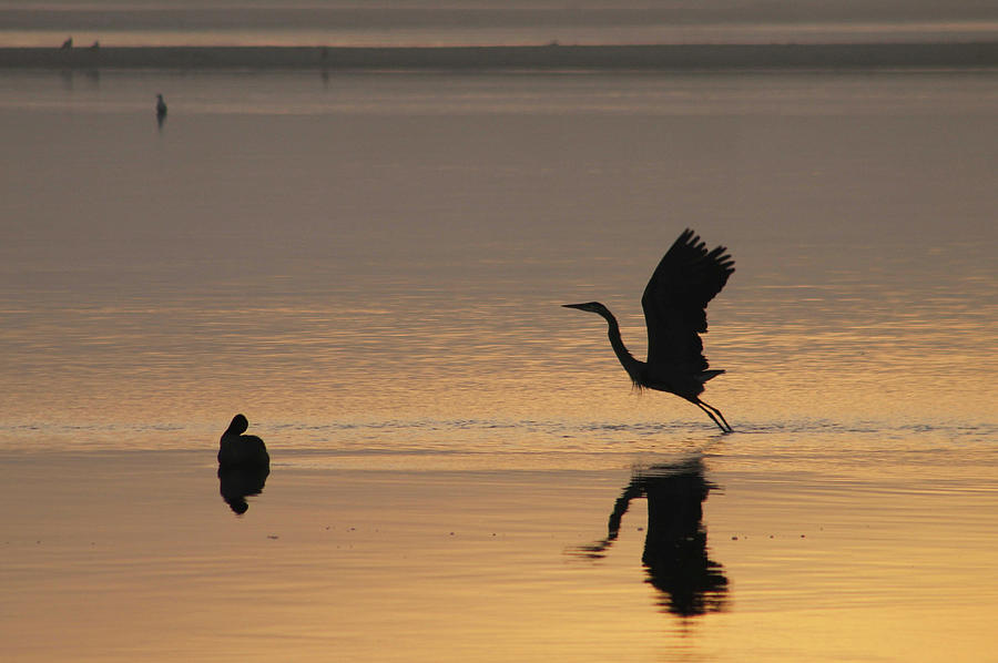 Wings of Dawn Photograph by Robert Banach