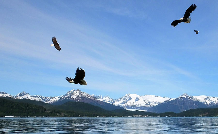 Wings of Eagles in Juneau Alaska Photograph by Judy Wanamaker