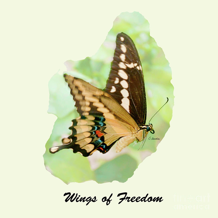 Wings of Freedom by Claudia Ellis Photograph by Claudia Ellis