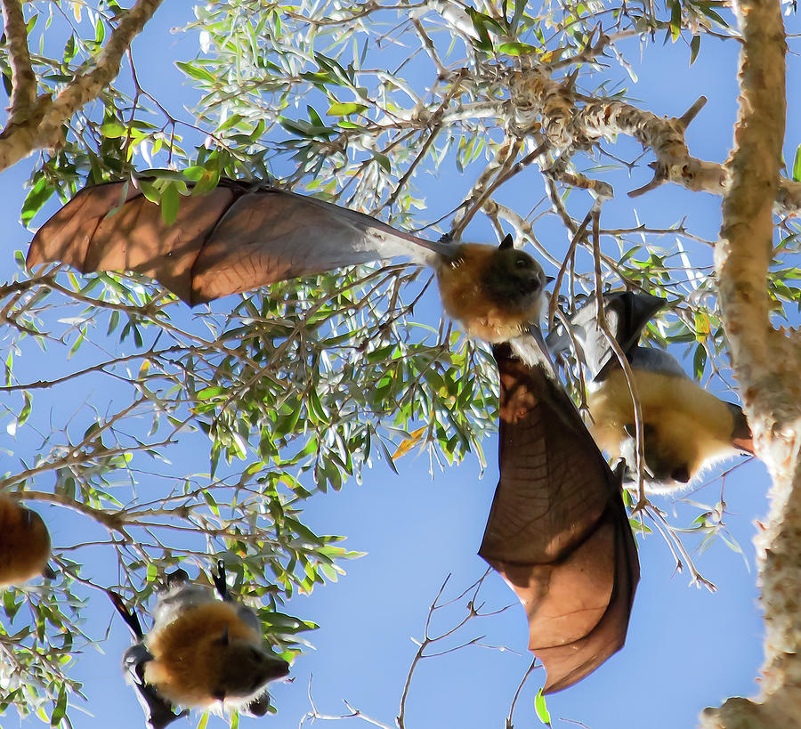 Bat Photograph - Wings Of Fruit Bat by Miroslava Jurcik