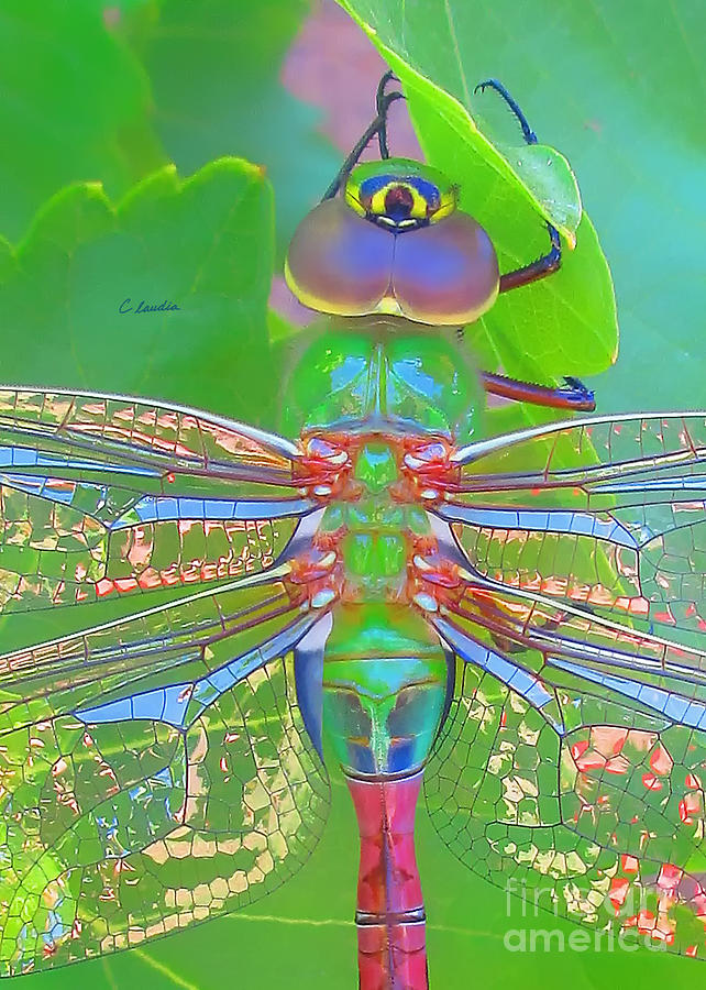 Wings of Liberty - Dragonfly  Macro Photograph by Claudia Ellis