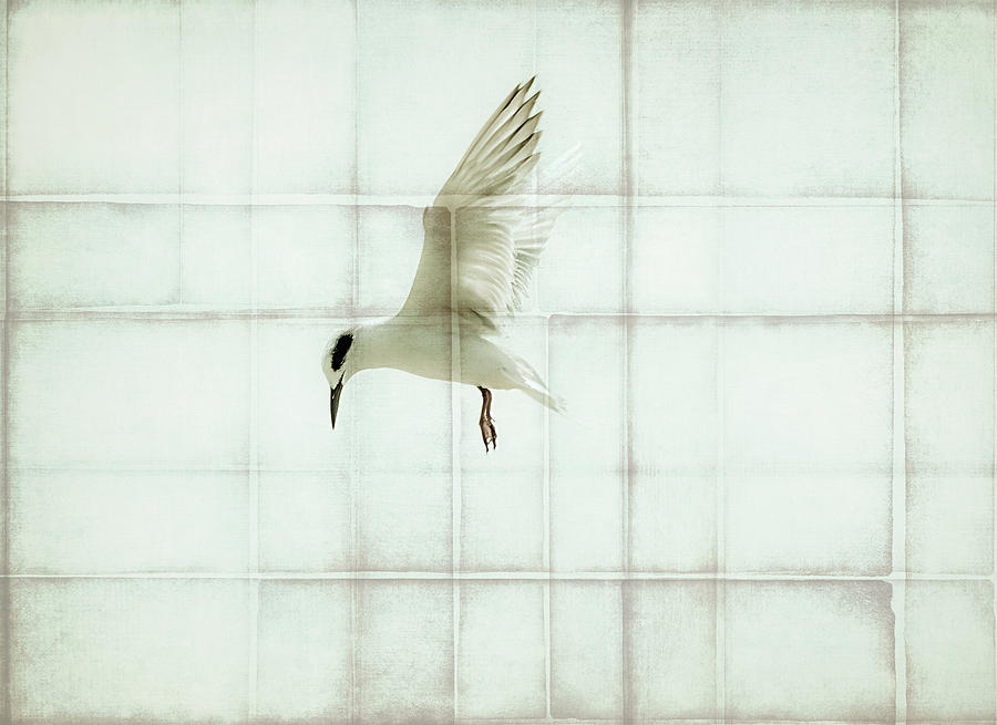Wings of Light Digital Art by Melinda Dreyer