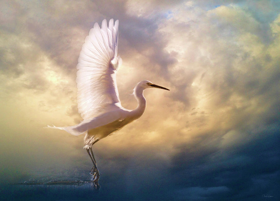 Wings of Light by Nicole Wilde Wings of Light by Nicole Wilde