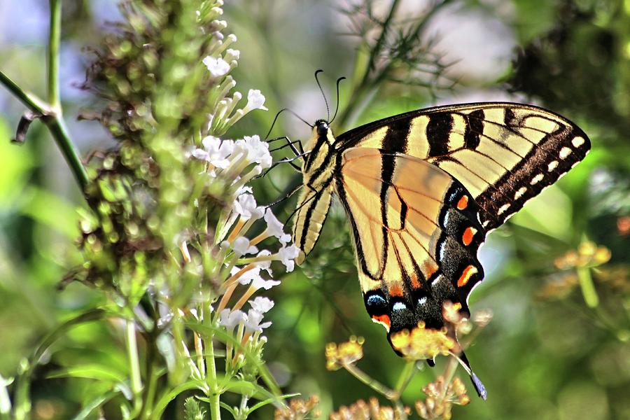 Wings Of Summer Butterflies Photograph by Carol Montoya