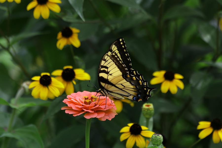 Wings Of Summer Butterflies II Photograph by Carol Montoya