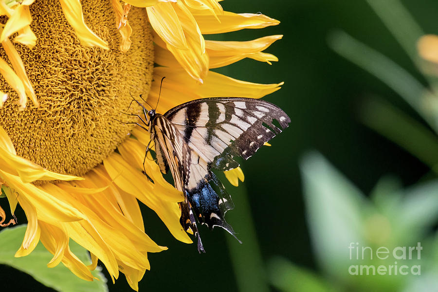 Wings Of Sunshine Photograph By Paul Danaher - Fine Art America