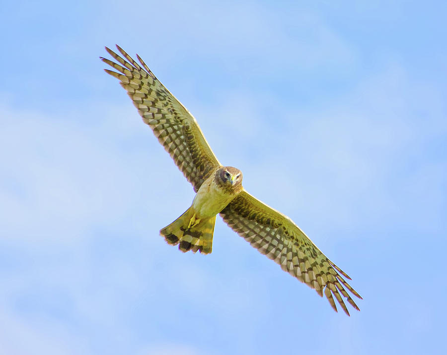 Wings of the Raptor Photograph by Mark Andrew Thomas